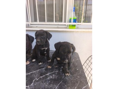 Cane corso yavrular