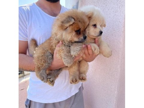 A kalite chow chow yavrularımız
