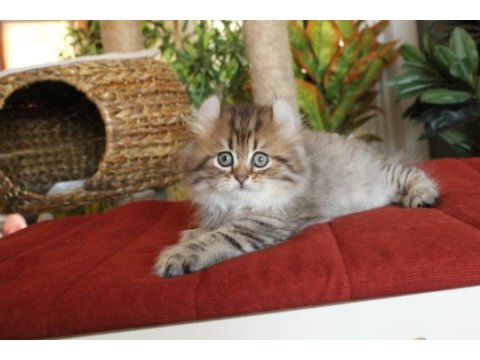 American curl türkiyede tek safkan şecereli zeki oyuncu