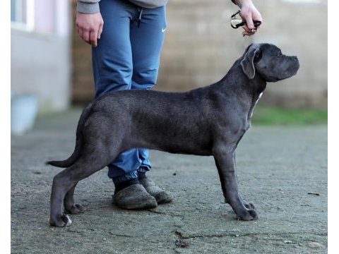 Şecereli full aşılı cane corso yavrular