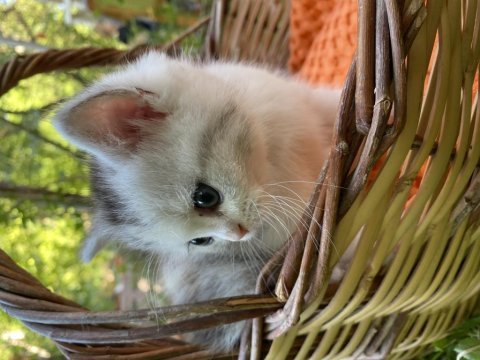 Scottish fold-british long hair