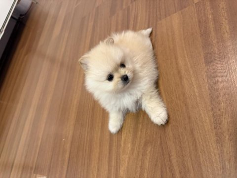 Boo surat mikro pomeranian
