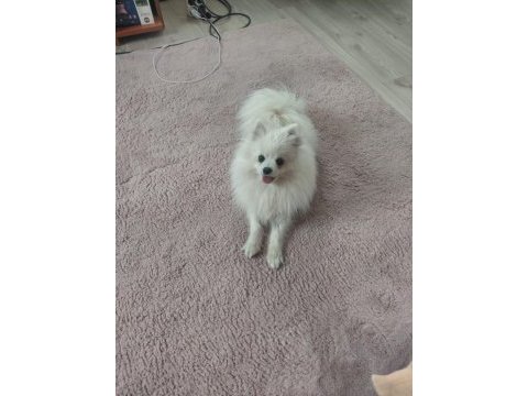 Pomeranian boo 1 yaşında