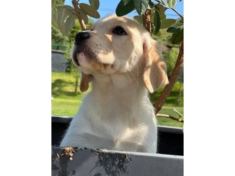 Labrador retriever yavruları muhteşem formda