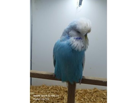 Show jumbo muhabbet kuşlar