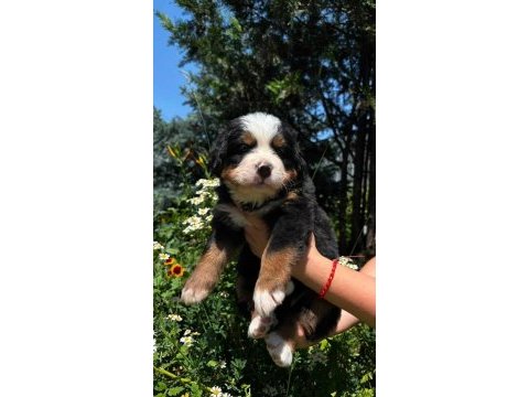 Bernese mountain