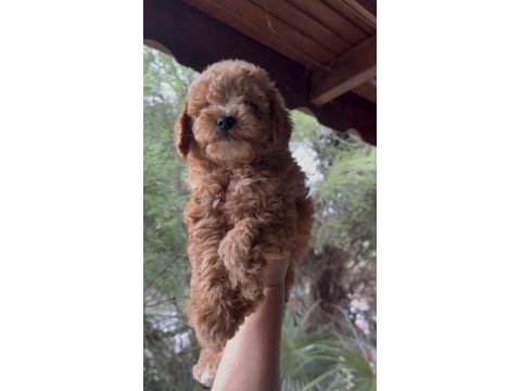 Kore poodle dişi erkek 