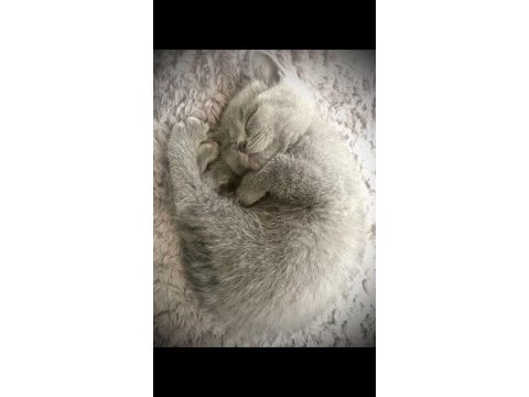 18 nisan doğumlu british shorthair