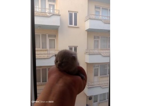 British shorthair bebeklerimiz yeni sahibini bekliyor
