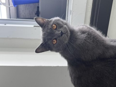 1 yaş kısır british shorthair