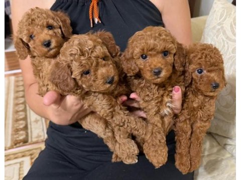 Poodle mınık kurabiyeler