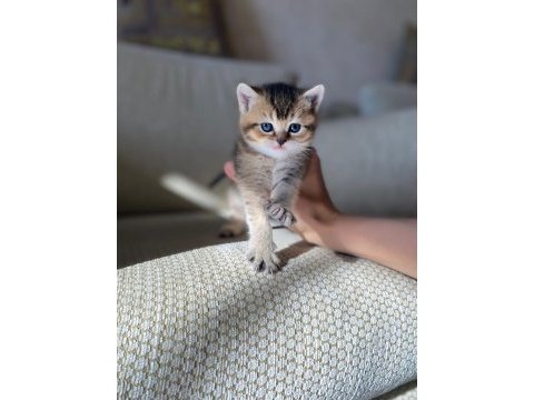 Kaliteli ırk sağlıklı yavrular british shorthair