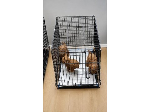 Kore gerçek garantili teacup maltipoo