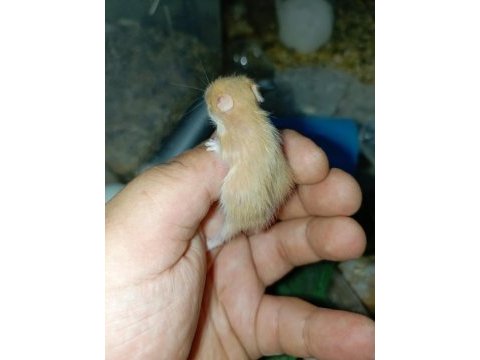 Rengarenk syria hamster yavrular