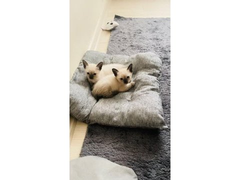 Safkan 2.5 aylık siyam kardeşler yuva arıyor