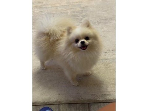 Yetişkin eğitimli pomeranian boo dişi
