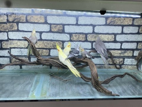 Sultan papağanımız 55 günlük
