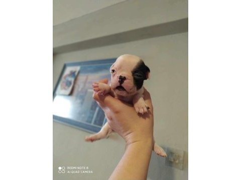 Oyuncu french bulldog yavrularımız