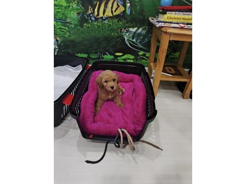 3.5 aylık safkan toy poodle