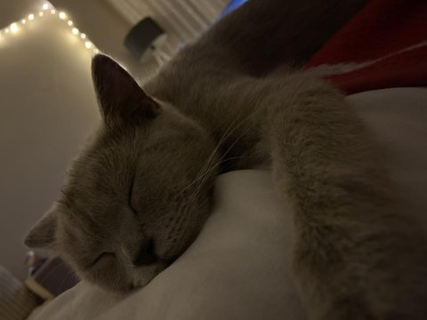 British shorthair gri 2 yaşında dişi