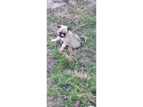 Chihuahua sevimli köpekler