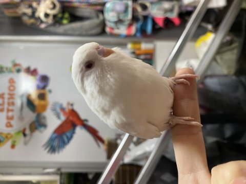 Ele omuza alıştırmalık yavru muhabbet kuşlarımız 