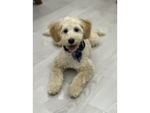 Çok oyuncu maltipoo 5 aylık