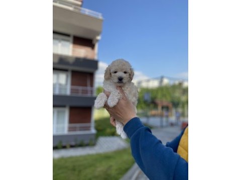 Nadir renk beyaz toy poodle