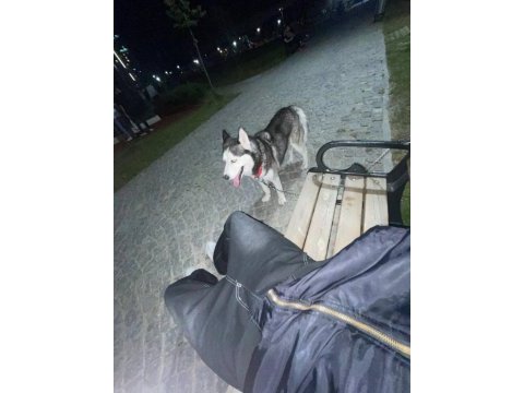 3 yaşında aşıları eğitimi tam husky