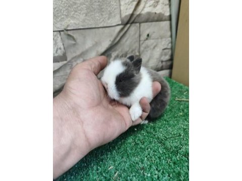 Cüce tavşanlar istanbul / gönderim mevcut / kapıdaöde