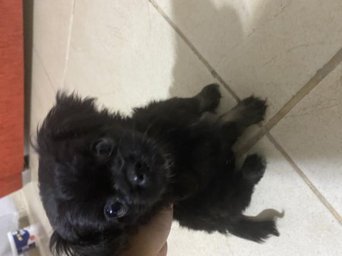 3 aylık tatlış pekinez yavrumuz