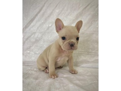 Denizli french bulldog yavrular