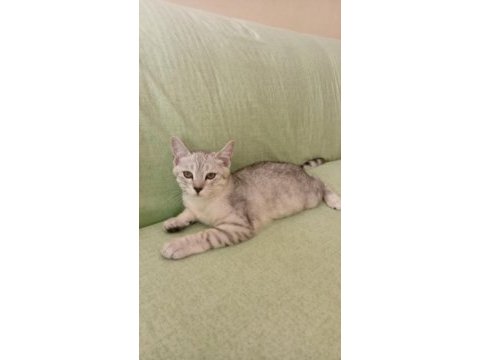 Yavru golden kedimiz
