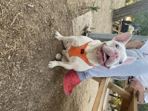 Kusursuz erkek fransız bulldog
