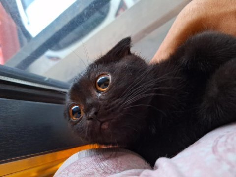 Scottish fold