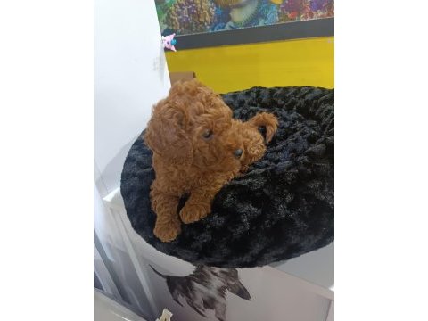 Biblo kızıl toy poodle