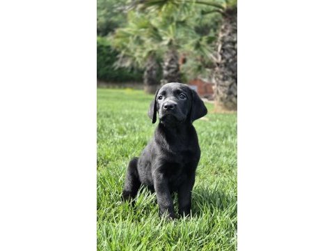 Ruhsatli çiflikten özel labrador yavruları istanbul
