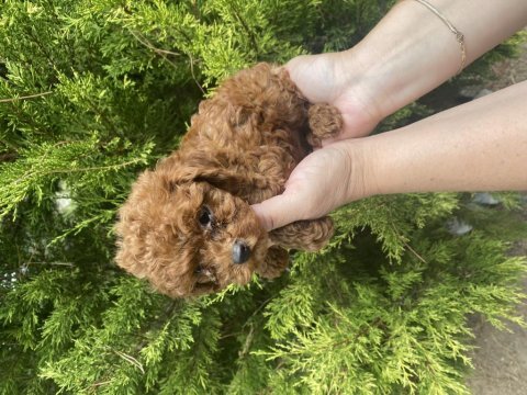 Kore kan poodle