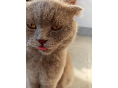 1,5 yaşında scottish fold