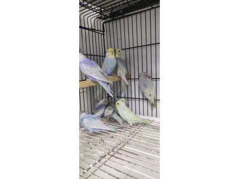 Rainbow greywing muhabbet kuşu yavrular