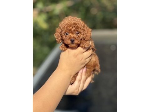 2 aylık erkek poodle