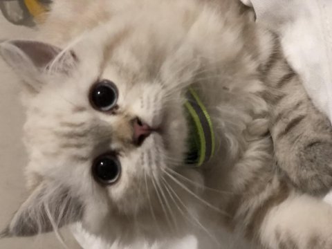 4 aylık yakışıklı british longhair