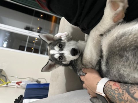 4 aylık husky sibirya kurdu safkan en itaat eden cins