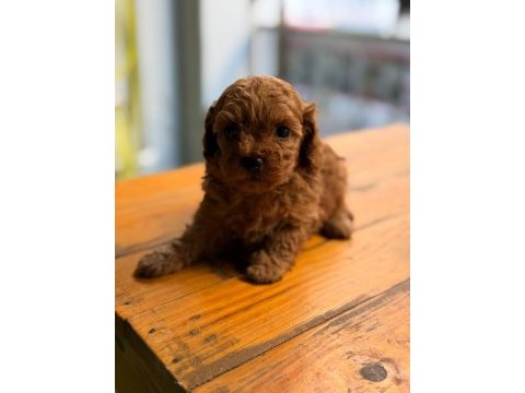 Tarifsiz sevgi toy poodle yavrularım