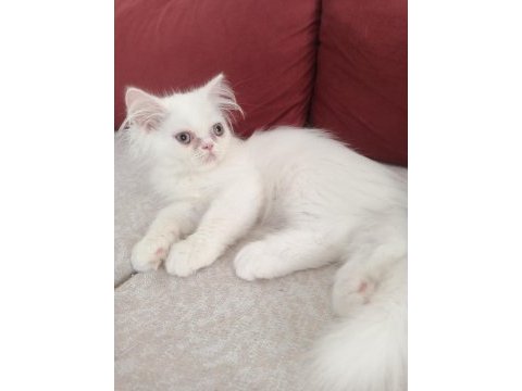 Safkan chinchilla ve british shorthair yavruları