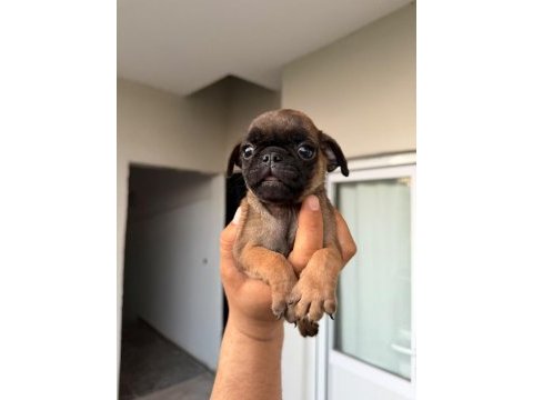 Sağlık ve ırk garantili pug mops yavrularımız 