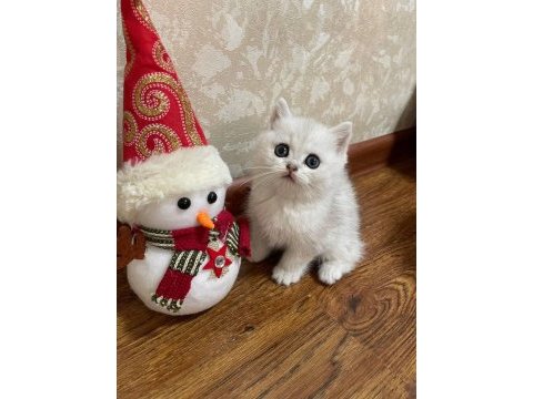 Oyuncak bebek silver british shorthair ns1133