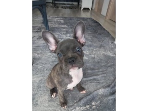 Kızımız hera yı sahiplendiriyoruz french bulldog