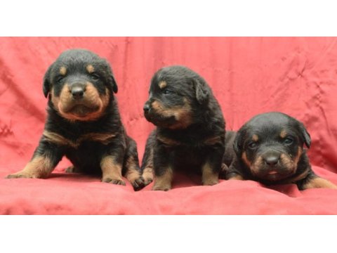 A kaliteli rottweiler yavrularımız