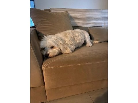 Maltese terrier 3 yaşında
